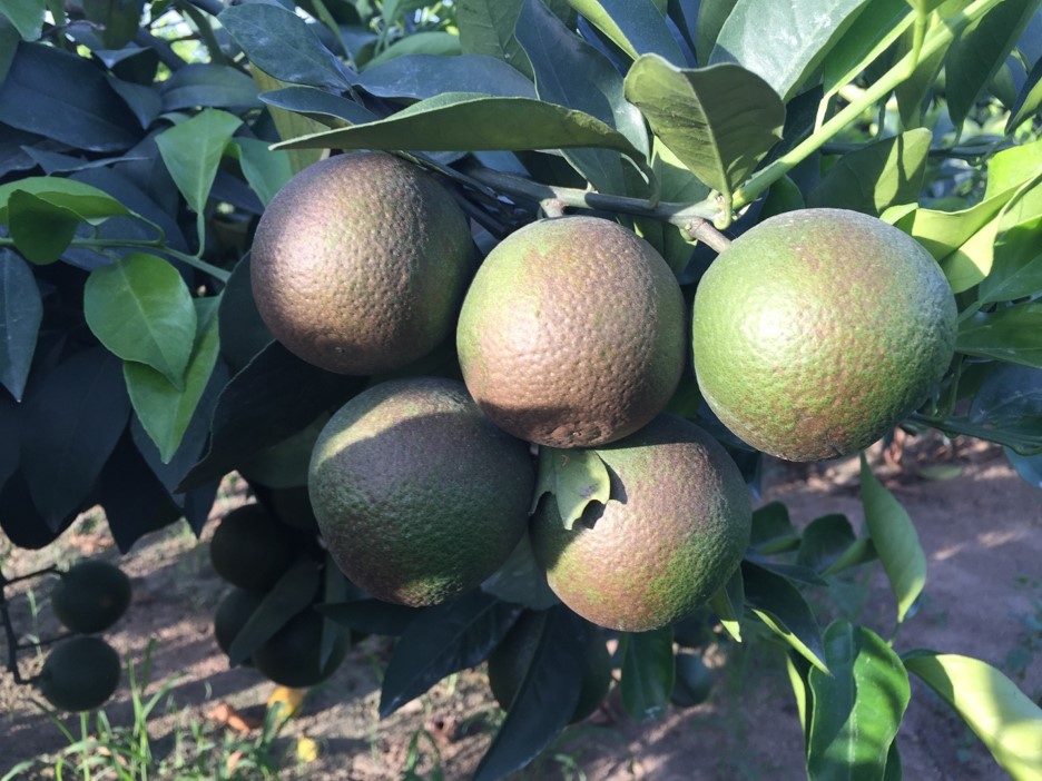 杀螨剂药肥,杀螨农药混剂