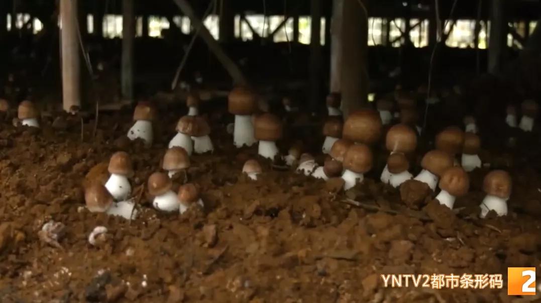 种植小松茸,牛粪种蘑菇技术姬松茸