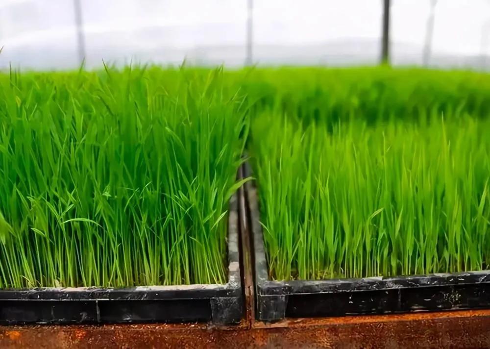 评价米饭好吃怎么说,对米饭赞美与批评的对比