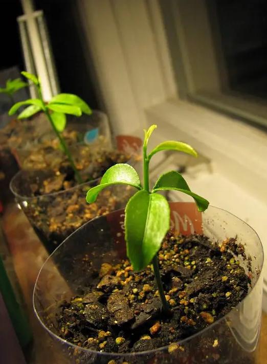 盆栽橙子苗施什么肥,盆栽橙子树怎样才结果