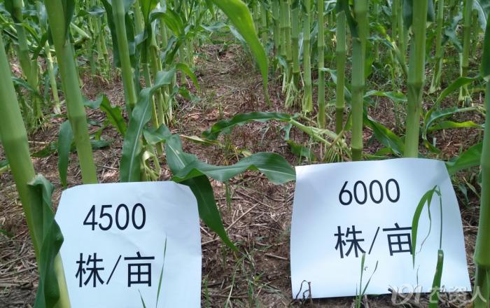 河南适合种植高产玉米,玉米高产高效种植技术