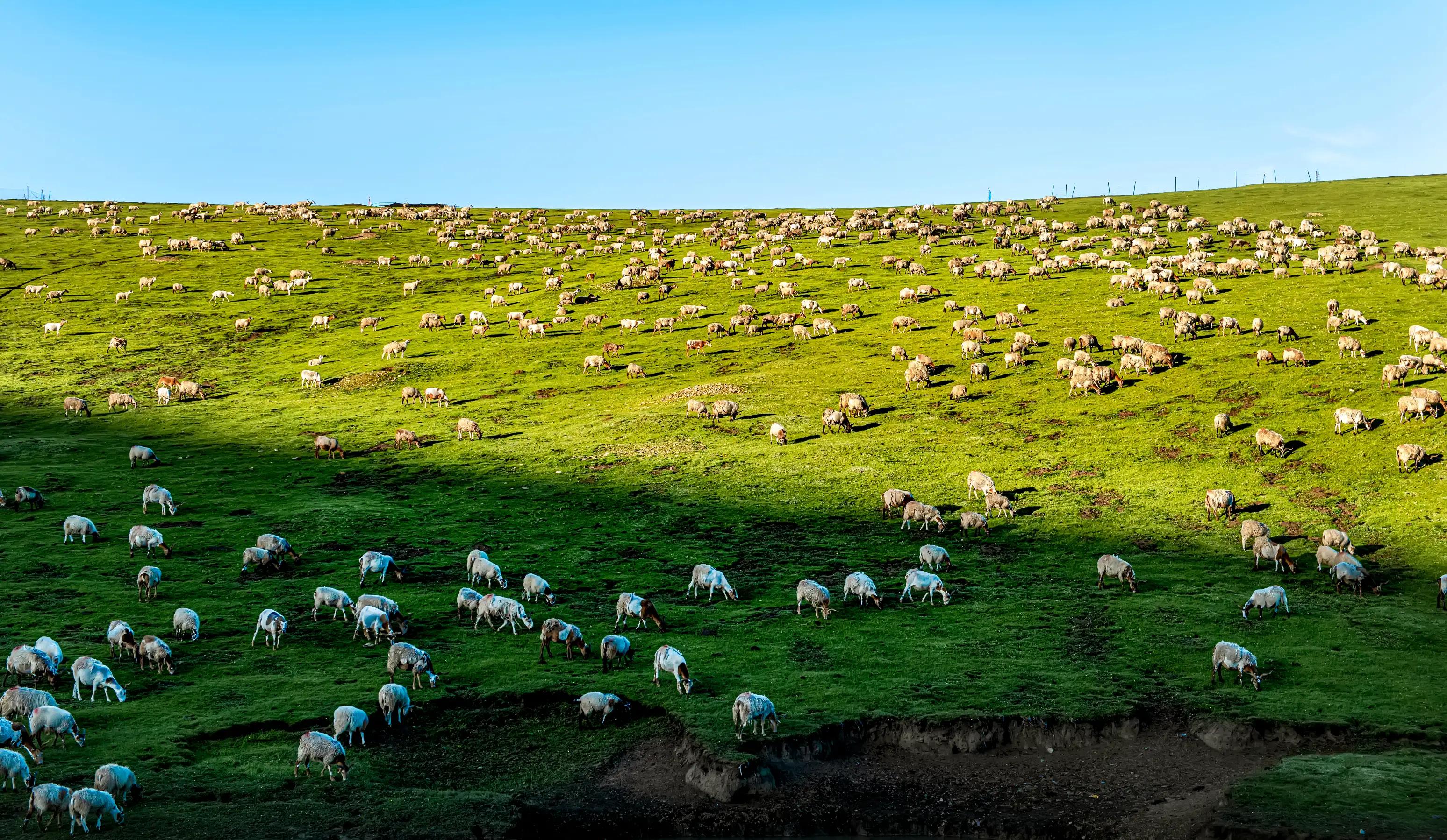 川西甘南十五日环线自驾游,甘南川西环游系列之四