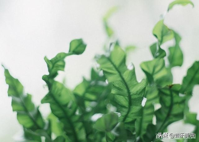 最适合做铃声的欧美流行歌,欧美歌曲推荐好听到爆简单