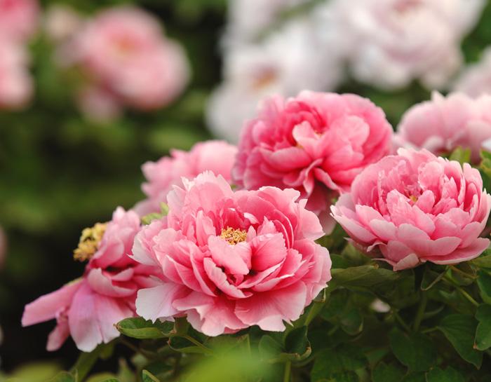 鬼谷子思想精华讲解,鬼谷子思想精华解析