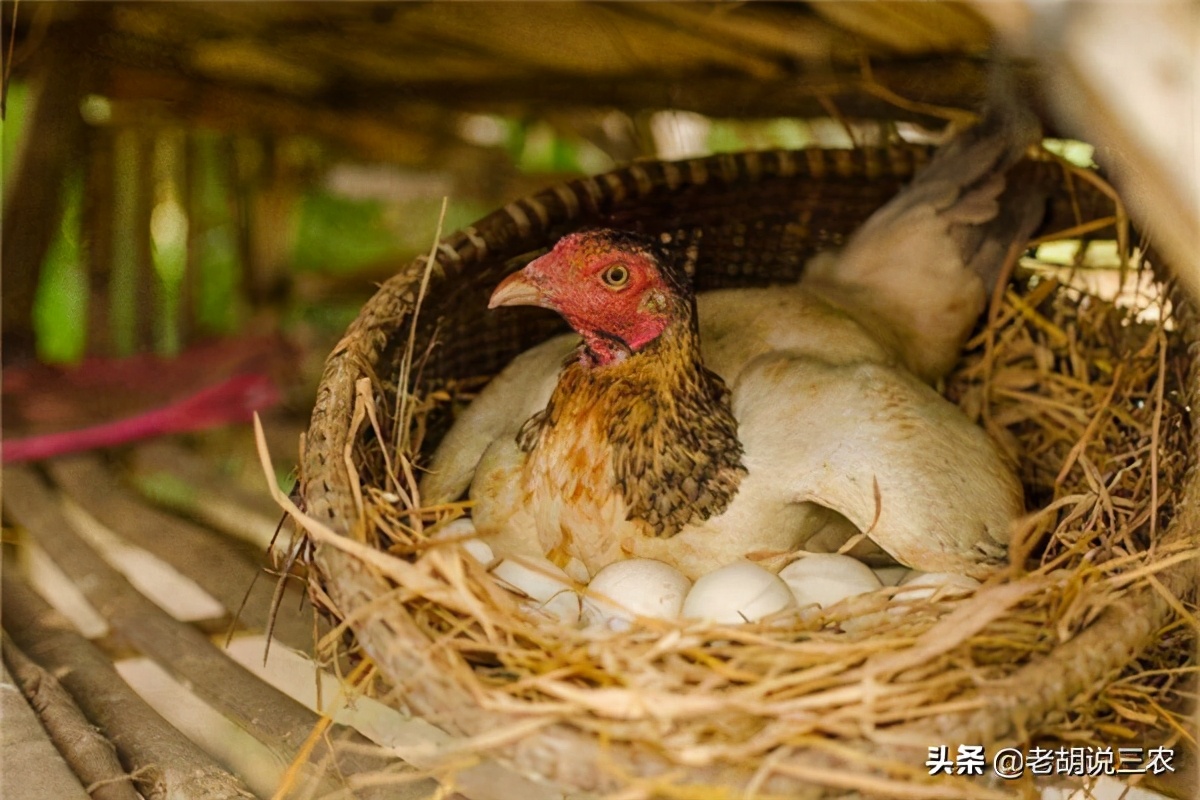 农村俗语：“母鸡鸣叫只因疼，公鸡鸣叫为送行”，是啥意思？