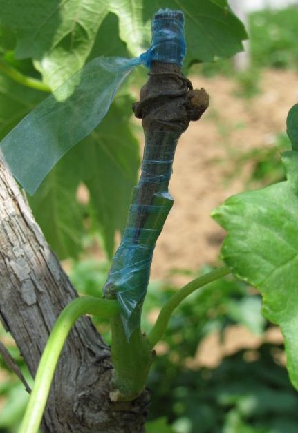 葡萄换品种绿枝嫁接后期管理,春季葡萄扦插繁殖方法