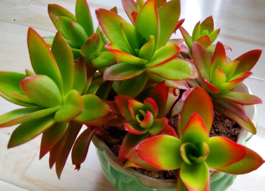 多肉火祭怎么养叶子圆润,多肉火祭叶片干瘪厉害