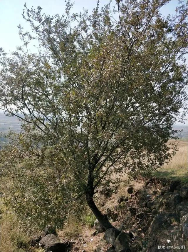 想不通就去爬山看海吧,呼伦贝尔大草原自驾游攻略