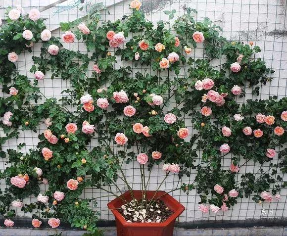藤本月季秋季怎么修剪才会花墙,最丰花多季开花的藤本月季