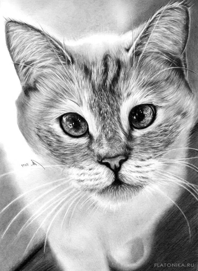 素描动物最全的收集,精微素描动物临摹高清大图