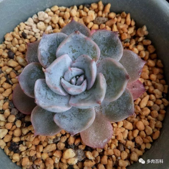 白凤多肉闷着了想化水怎么办,多肉植物为什么化水