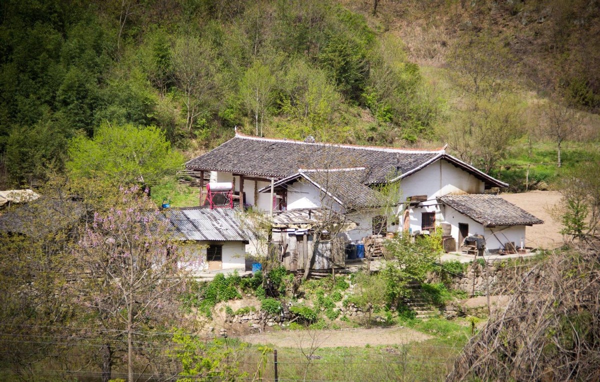 民间不祥生物黄鼠狼,在农村遇到黄鼠狼该怎么办
