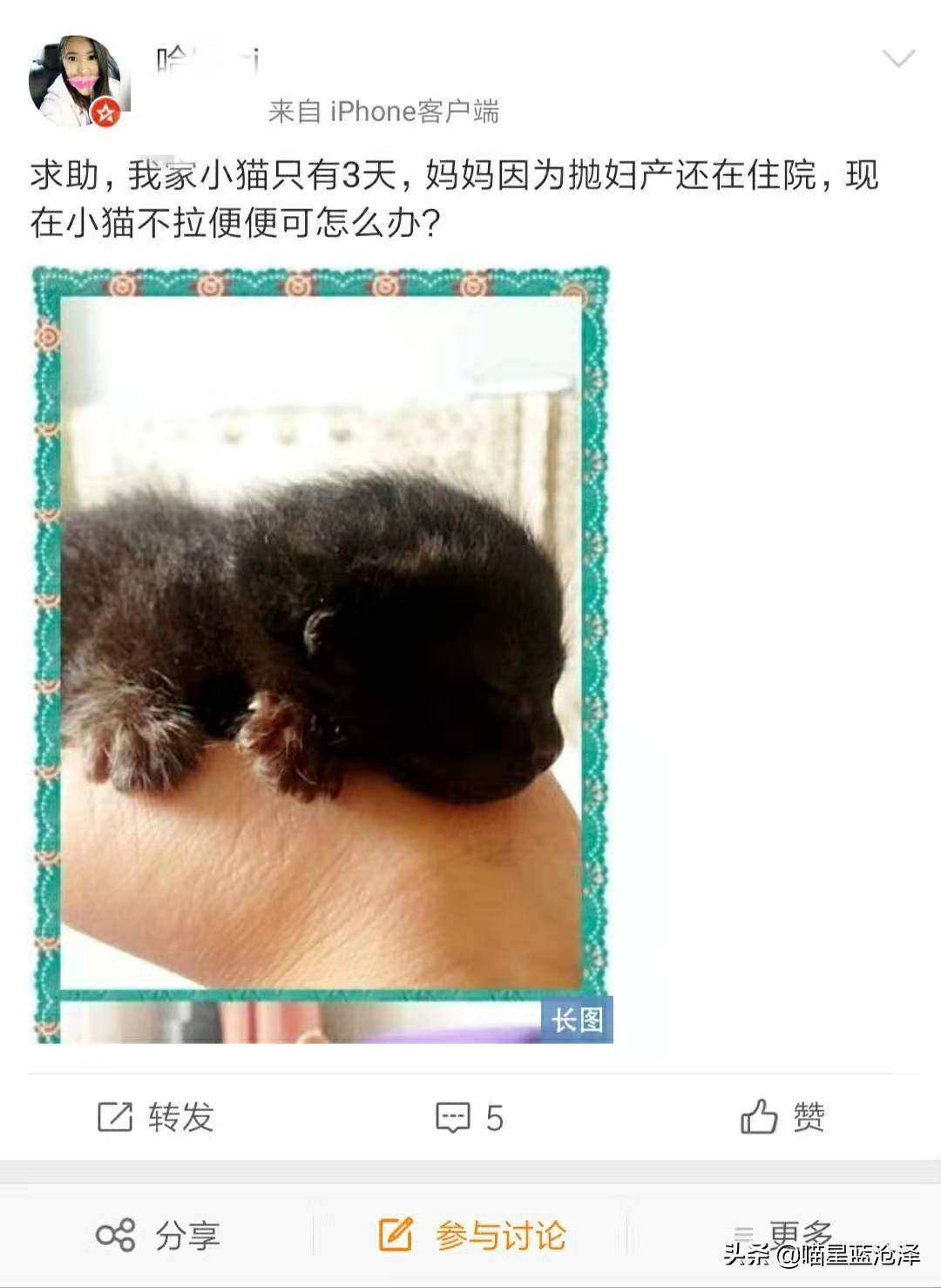 猫咪拉的便便怎样才是正常的,猫咪不上猫砂盆拉便便怎么办