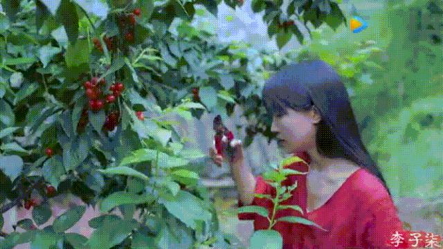 看了李子柒的视频的感受,看完李子柒后的感受