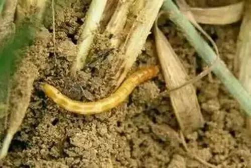 经典植物动物科普,常见植物对应的动物