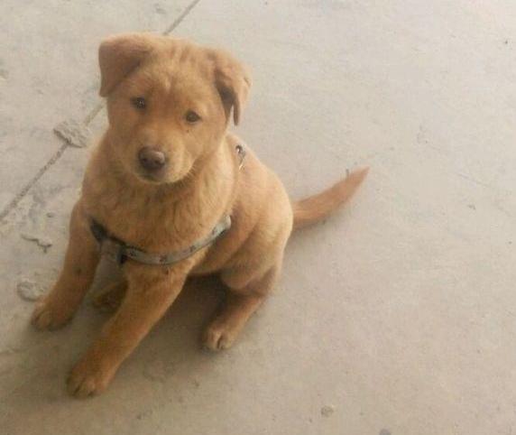 如何判断金毛真假,怎样区分金毛真假