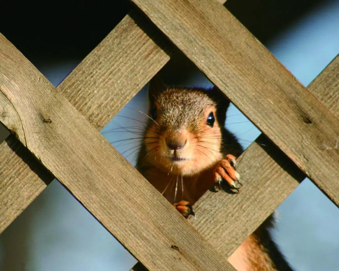 大尾巴的松鼠故事教案,大尾巴松鼠小尾巴兔故事体会
