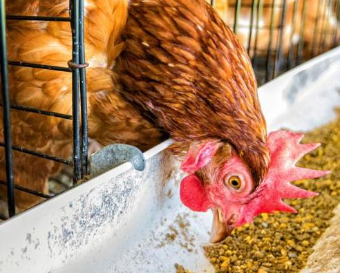 别让霉菌毒素偷走你的养殖利润,霉菌防治小知识