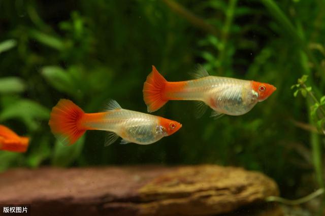 绿水养孔雀鱼可以吗？注意这2点，绿水养的孔雀鱼更好看