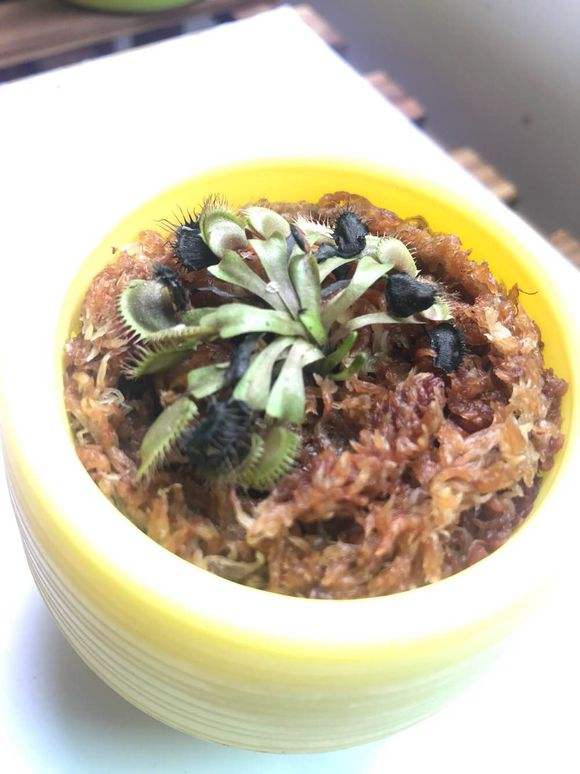 捕蝇草夹子发黑的原因,捕蝇草夹子黑了怎么补救