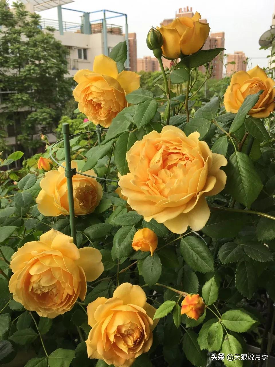 月季春季第一波花要不要剪,月季春季第一波花开后嫁接