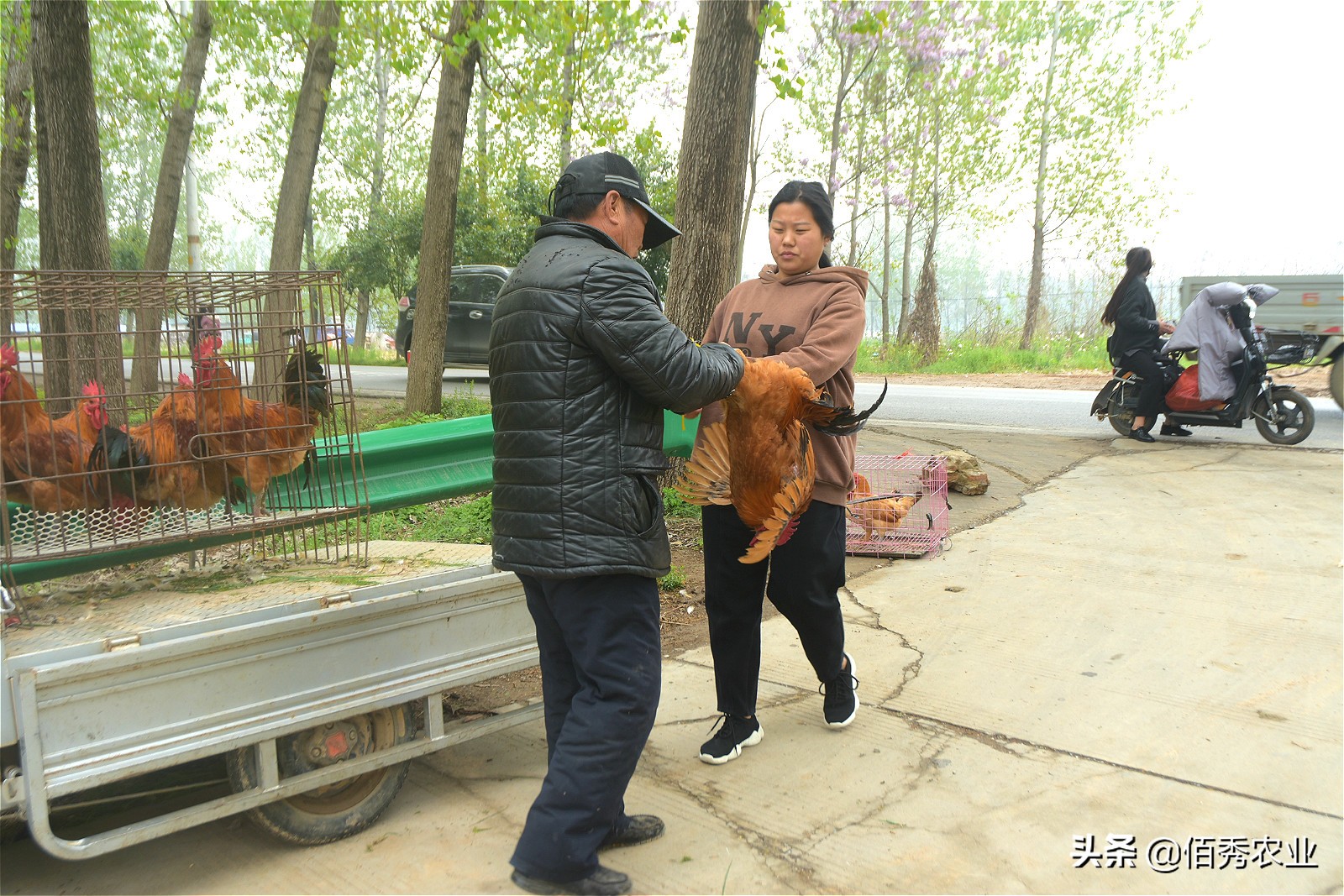 农村大叔养鸡150元一斤,农村大叔卖60元一斤