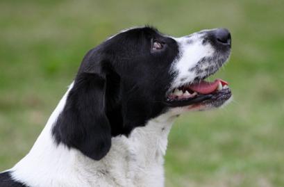 老年犬的日常保健视频,老年犬的饲养管理文章