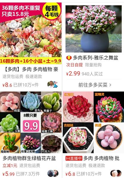淘宝9.9元30棵多肉能养活吗,9.9元买的多肉