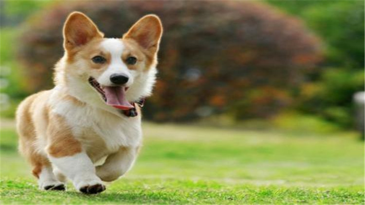 母宠物犬发情怎么缓解,母小型犬发情爬跨如何缓解