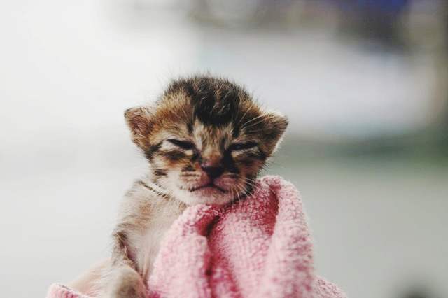 捡到流浪小奶狗怎么养,捡到小流浪猫带回家怎么养