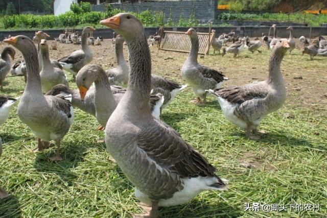 刚孵出来小鹅怎么养详细教程,养鹅孵化场地怎么建设