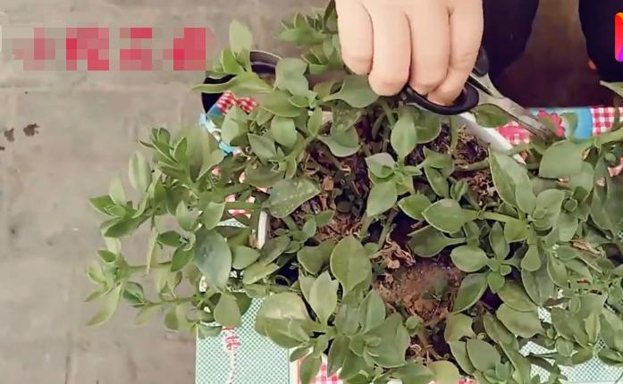 牡丹吊兰有什么讲究和禁忌,牡丹吊兰吃了对身体有什么好处