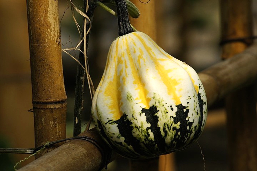 扫落叶的诗句,扫落叶优美诗句