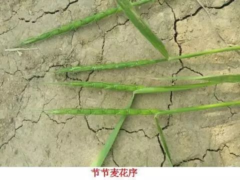 燕麦雀麦和节节麦的区别图谱,火眼金睛快速识别
