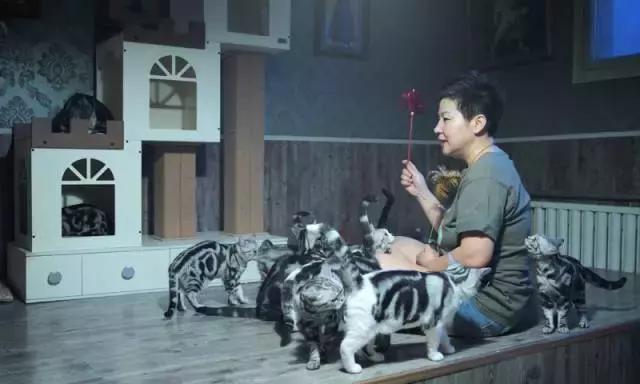 美短虎斑猫咪的品种,美国短毛猫虎斑价格