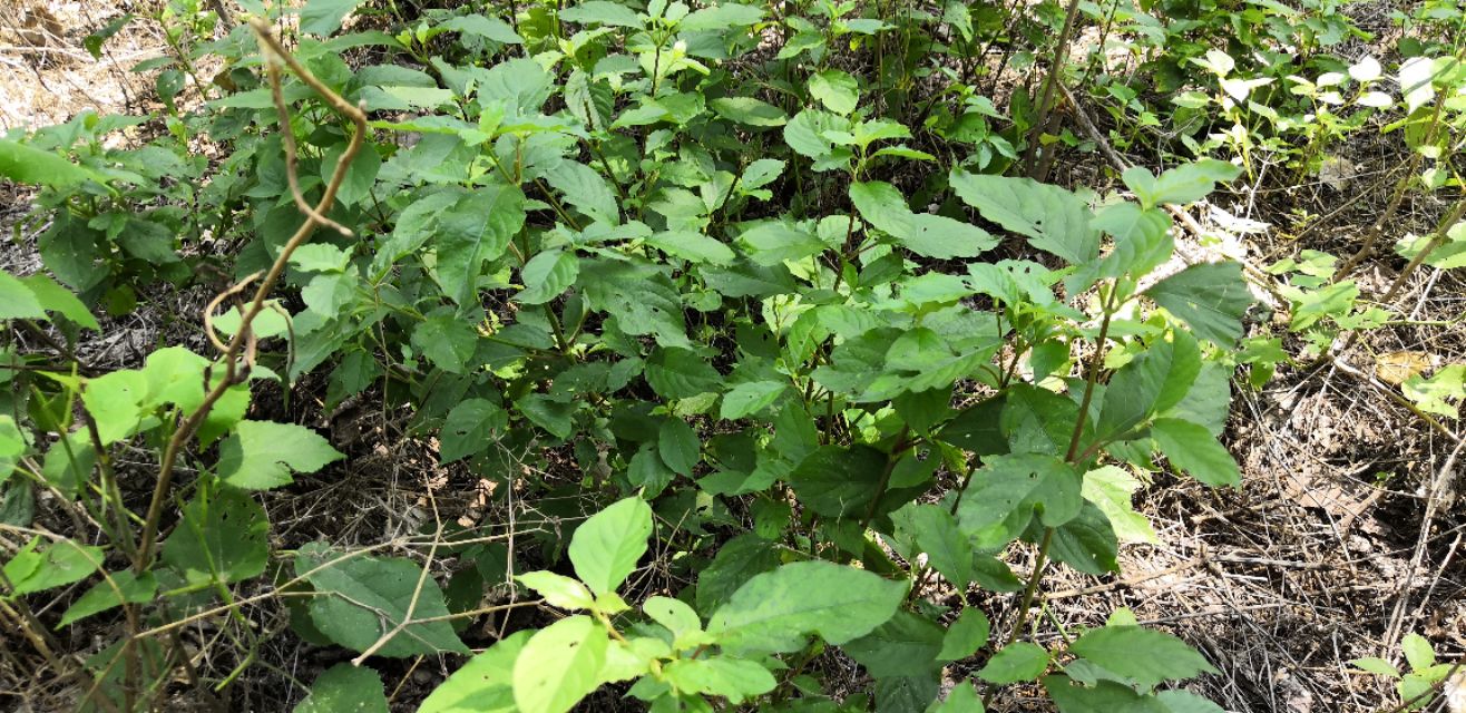 牛膝的图片,为啥叫牛膝