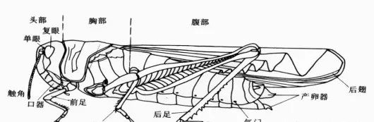 济南版八年级上册生物知识点归纳,八年级上册生物期末必考的知识点