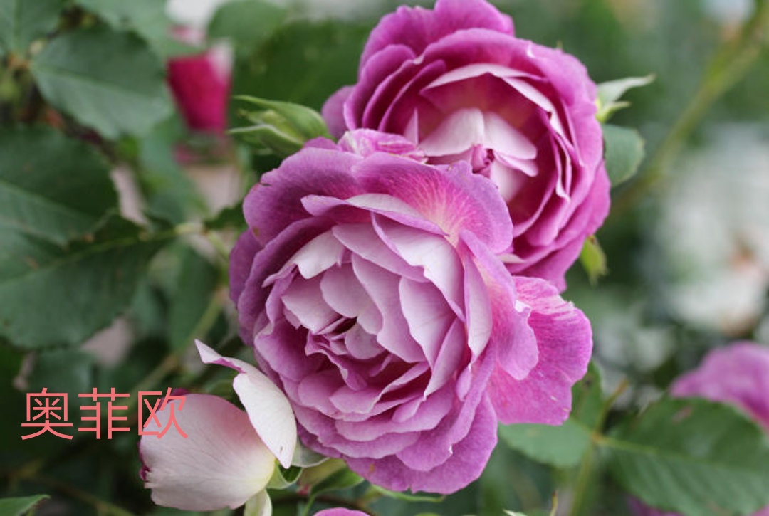 木村卓功推荐的月季,木村卓功月季