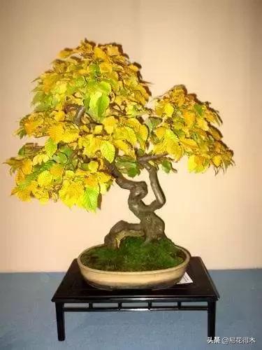 千金榆鹅耳枥盆景,千金榆和鹅耳枥苗