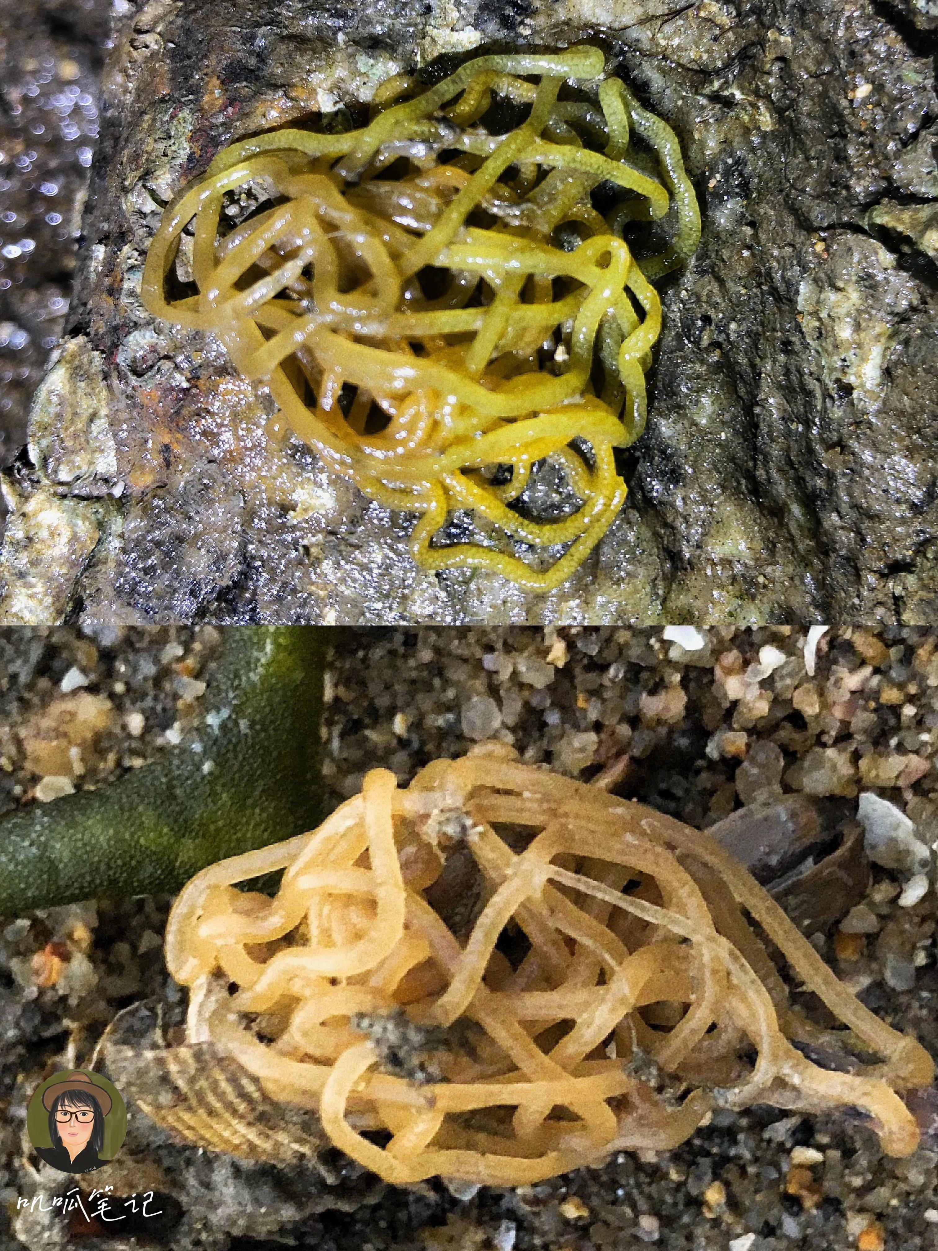 这些海洋里的生物你都见过吗,海洋生物你们有见过吗