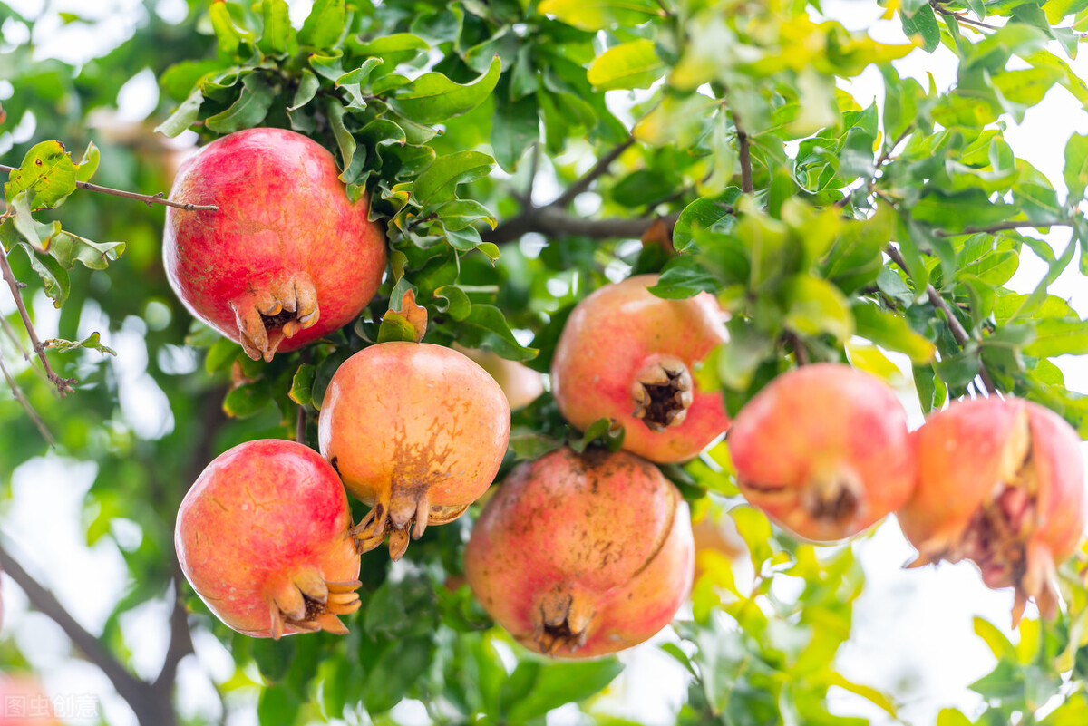 中秋佳节必吃的4种吉祥果,立秋建议多吃5样秋果