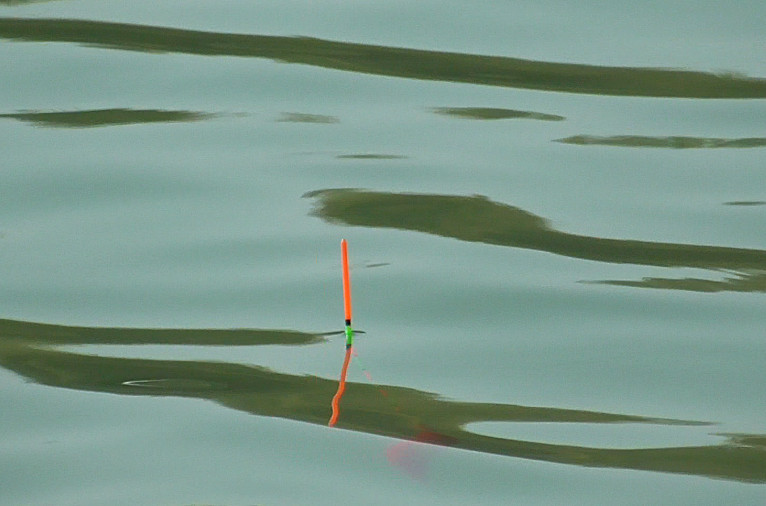 妄想山海鲮鱼成熟后怎么进阶,钓鲮鱼1.5主线0.8子线可以吗