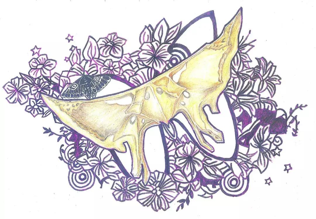 兰大医学生手绘解剖图,南方医科大学学生手绘解剖图