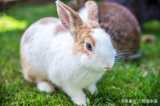 关于兔子为什么不喝水知识,兔子能否喝水科普