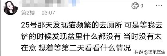 猫在被子里憋死,猫在体内就憋死了