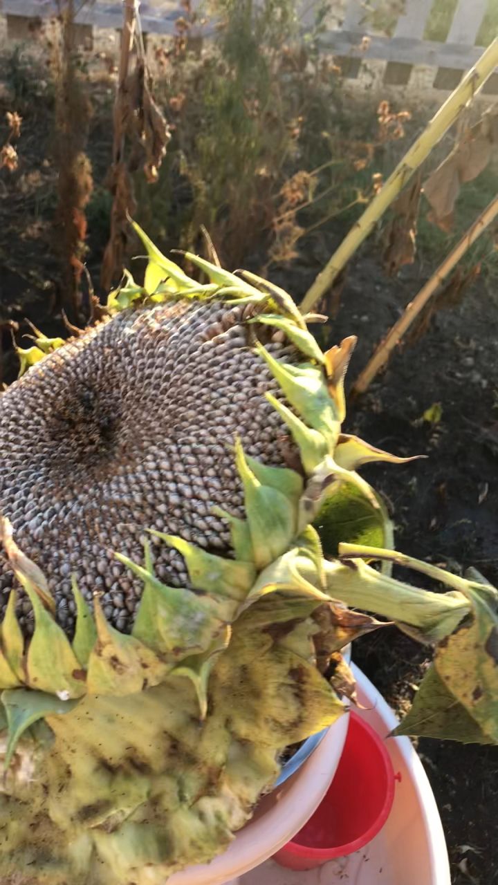 美国现在真实社会现状,美国社会真实的现状