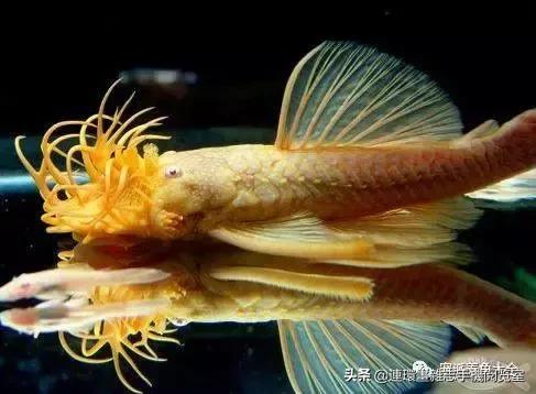 宠物鱼推荐小型的鱼,哪种宠物鱼最可爱