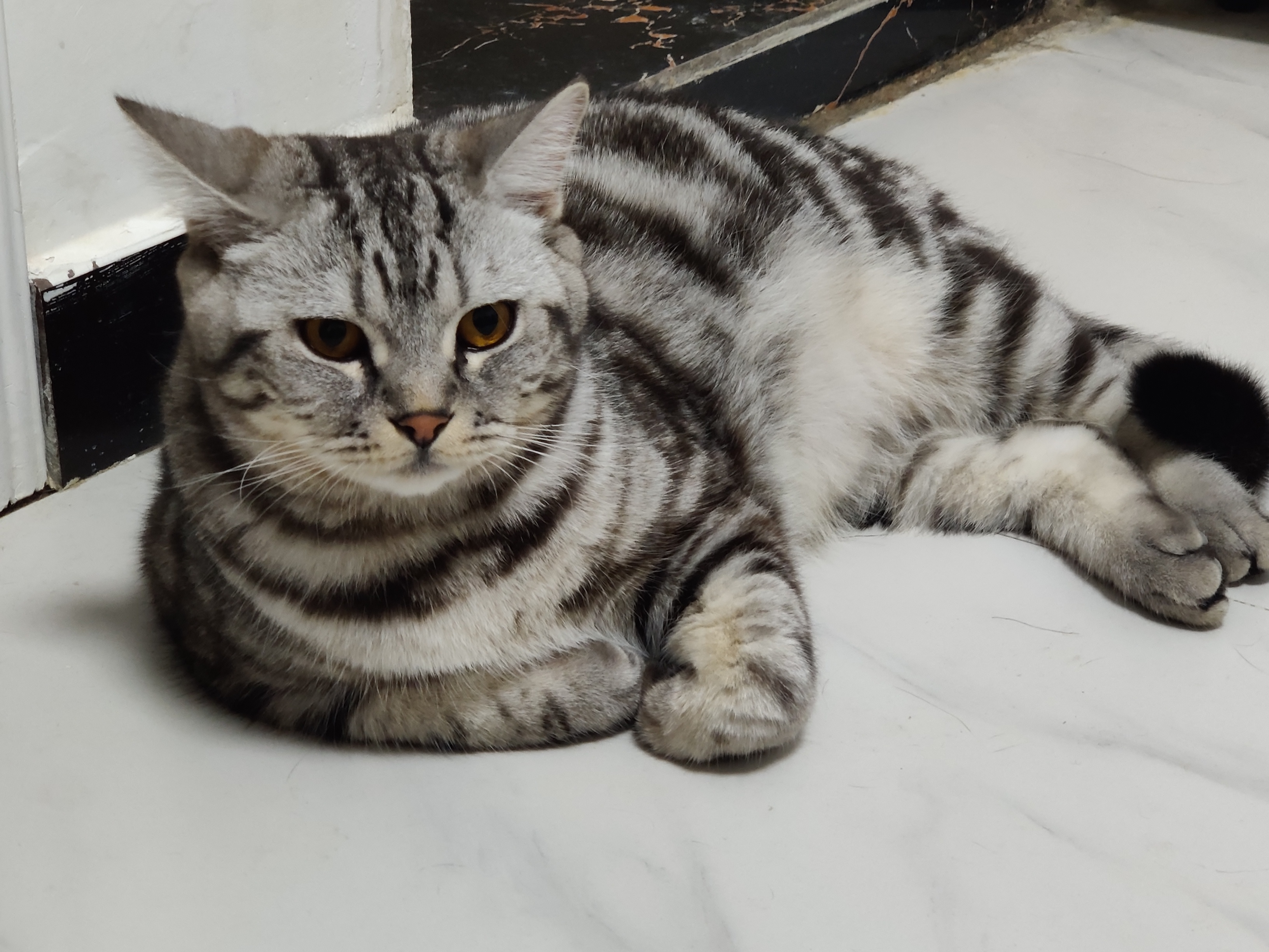 教你如何走出失去宠物的悲伤漩涡，一起共勉