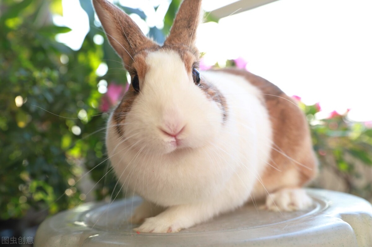 兔子脚流血自己能好吗,兔子脚流血可以用碘酒消毒吗