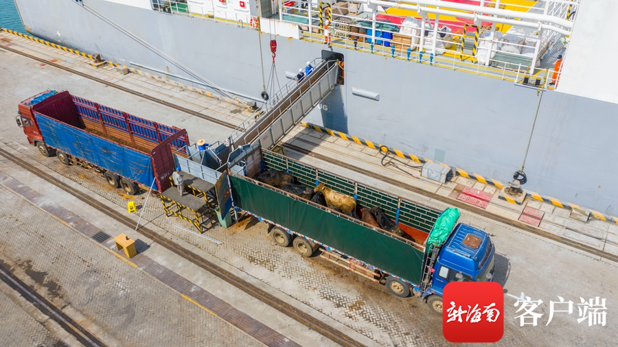 你的免税红酒准备好了吗？澳洲进口牛肉明日起在海南部分商超及直营店开售